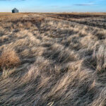 Wind In The Wheat